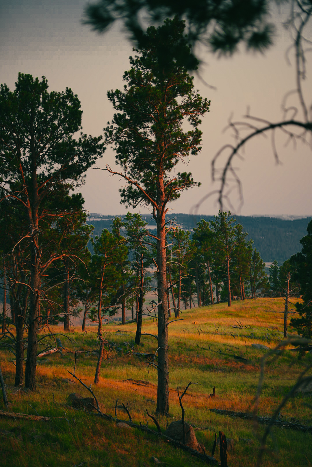 Tall ponderosa pines catching low sun across a grassy hillside