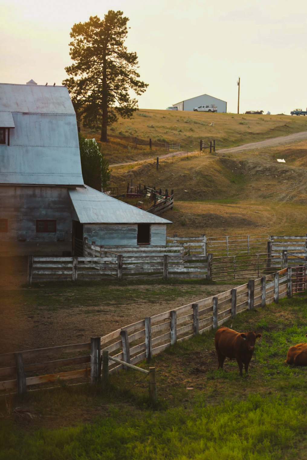 Weathered barn and corral fencing with cattle grazing at sunset