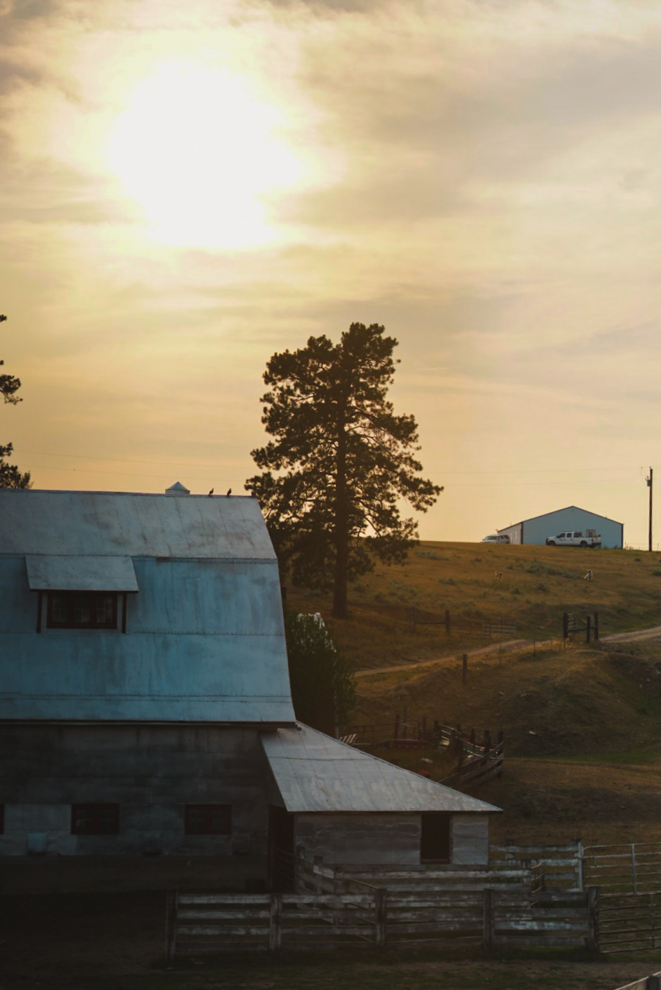 Tin-roofed barn and lone pine silhouetted against a hazy setting sun