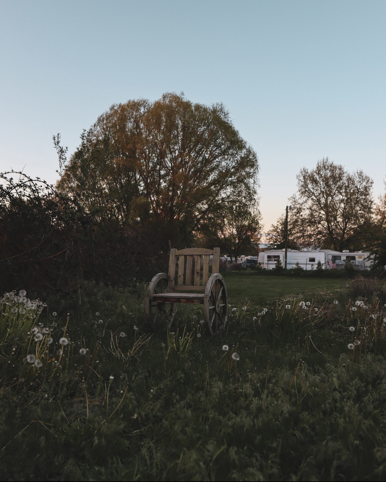 Wooden wagon-wheel bench in a dandelion field at blue hour