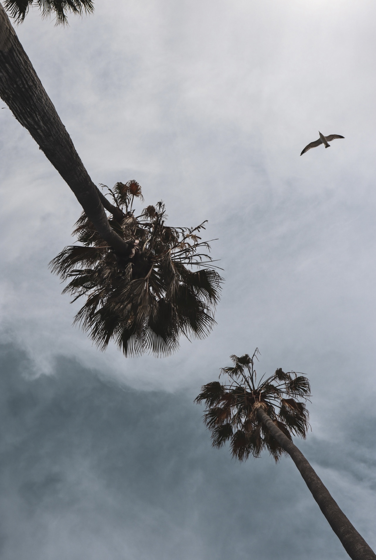 Two palm trees photographed from below with a gull crossing an overcast sky